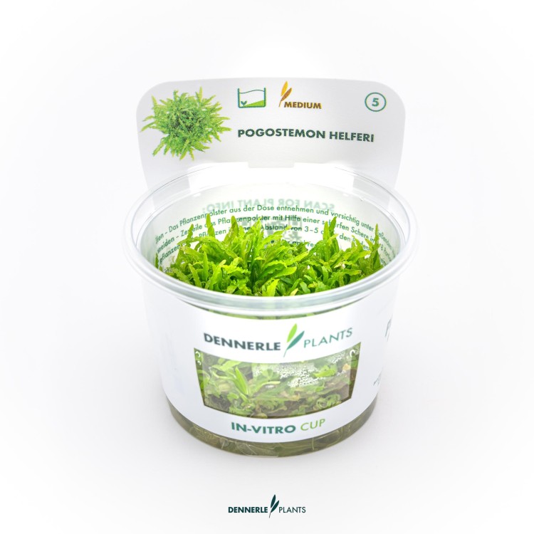 Dennerle Pogostemon helferi In-Vitro - imagine 5